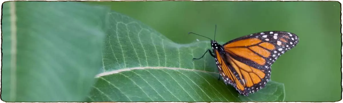 L'image représente une vignette avec un papillon sur une feuille
