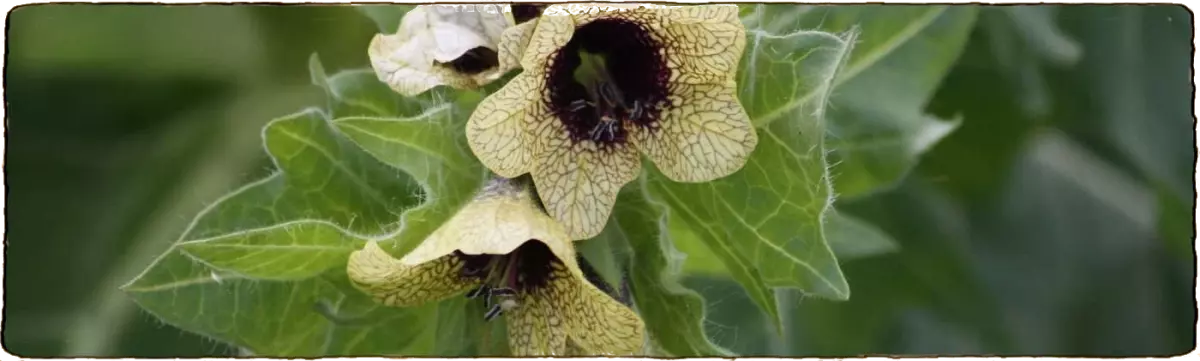 L'image montre une fleur de jusquiame noire pour signifier que c'est une plante des sorcières