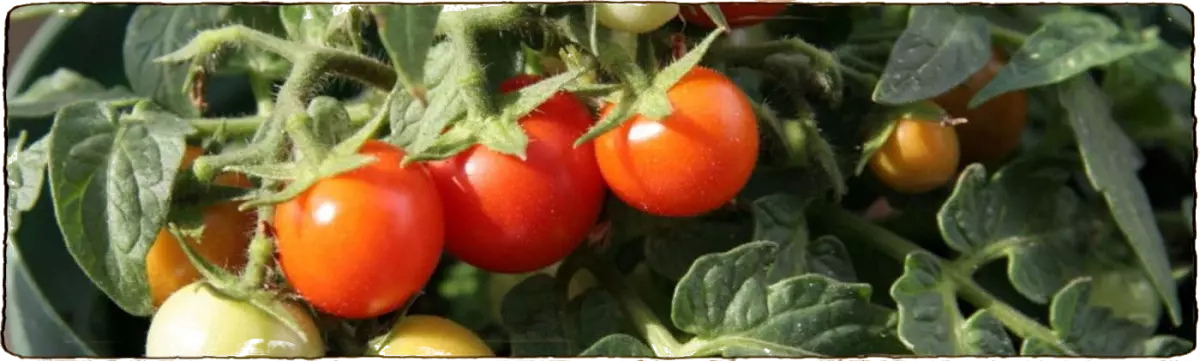 L'image représente des petite tomates naines