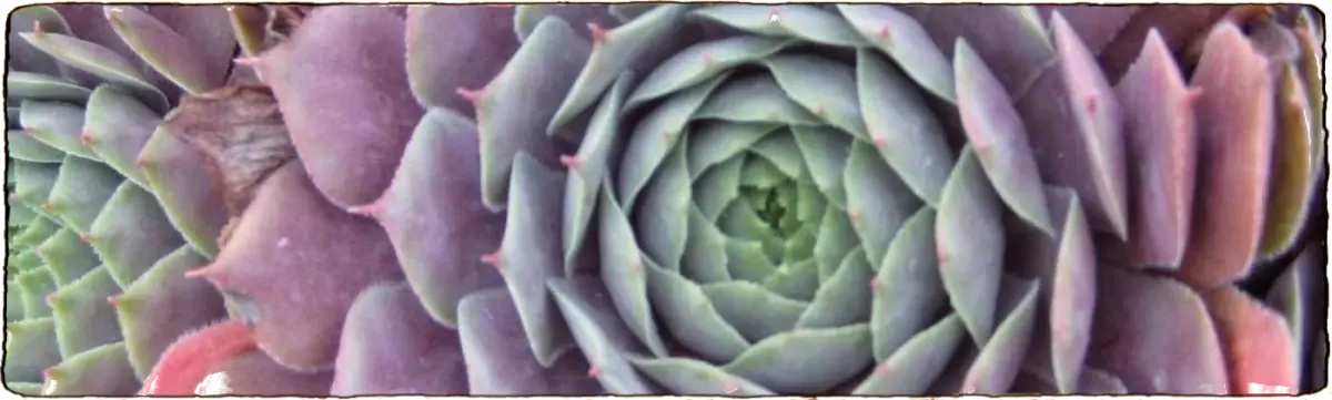 L'image représente une belle plante rare avec des formes géometriques