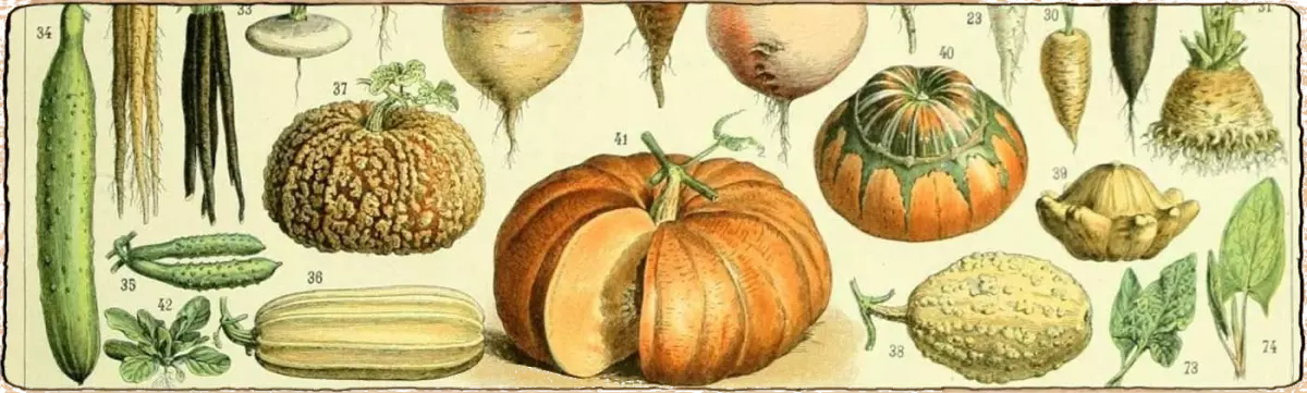 L'image représente une ancienne représentation de légume, c'est une image bien vintage!