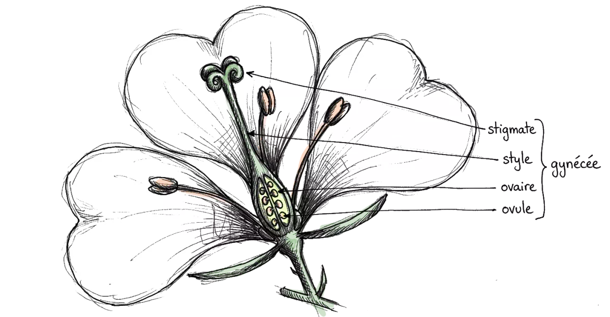 explication de la génécée en image grace à la coupe d'une fleur