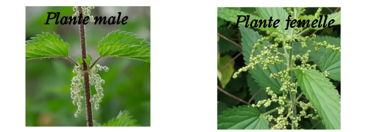 plantes male et femelle d'ortie dioique