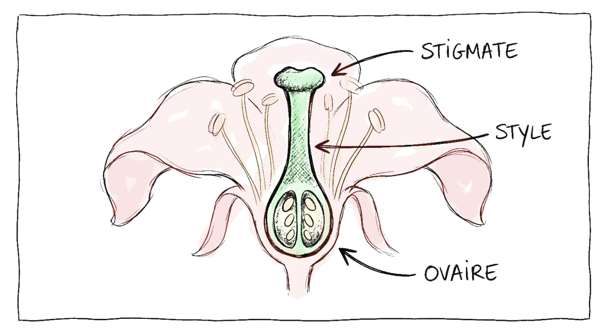 plan botanique du pistil
