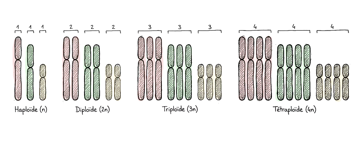 dessin pour illustrer la polyploïdie