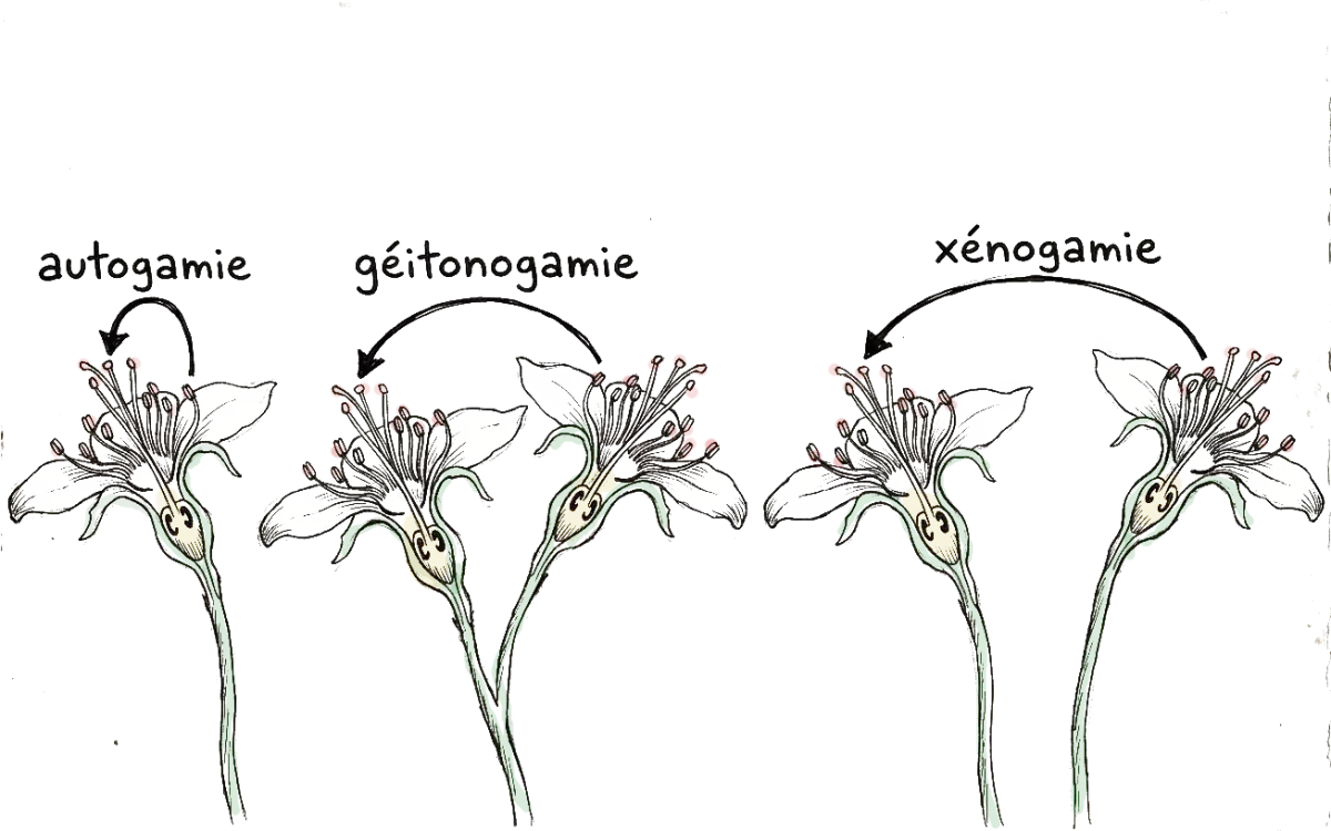 image qui explique les différents types de pollinisation possible