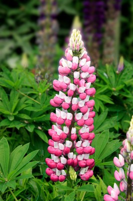 Lupin de Rusell