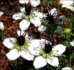 Nigelle d'Espagne