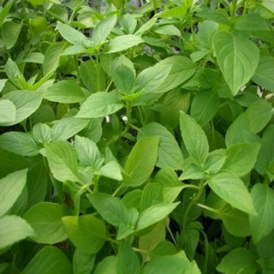 Basilic citronnelle