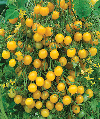25 graines de Tomate Mille Fleurs
