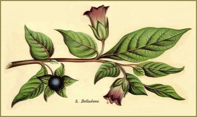 Sur l'image, on voit un grand plant de belladone avec un feuillage dense et des tiges ramifiées. Les feuilles sont vertes, légèrement dentées et nervurées. Parmi le feuillage, on distingue des fleurs en forme de clochettes de couleur pâle ainsi que des baies vertes en formation. L'arrière-plan montre une végétation floue, ce qui met en valeur les branches et les feuilles du plant de belladone sous un ciel bleu clair.