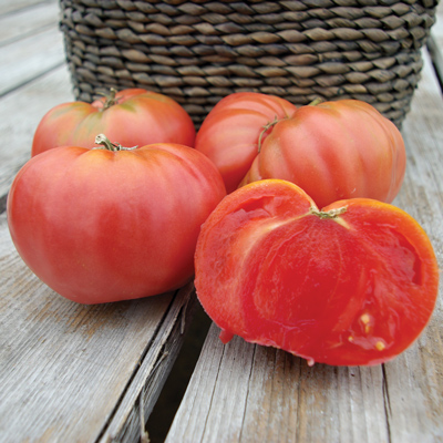 Tomate "Chianti Rose"