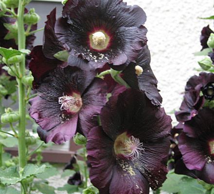 Rose Tremiere Noire
