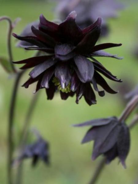 Ancolie Black Barlow