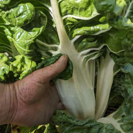 Côte de Blette de Genève