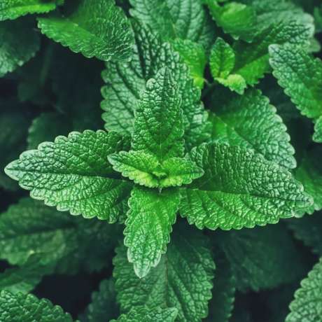 Menthe verte