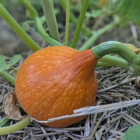 Potimarron "Little Gem Kuri"