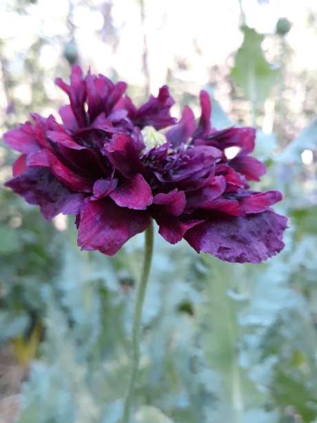 Pavot "Black Poeny"