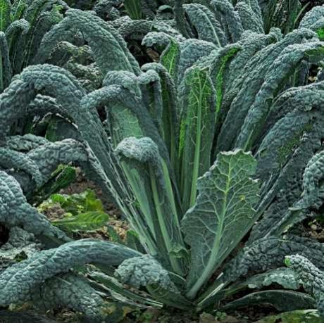 Chou Palmier Noir de Toscane