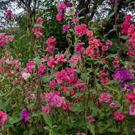 Clarkia