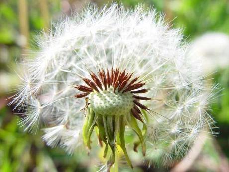 Graines de plantes de tisane - Les idées cadeaux Semences du Puy