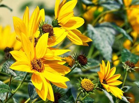 Graines de Tournesol géant BIOLOGIQUE – Le soleil dans votre jardin