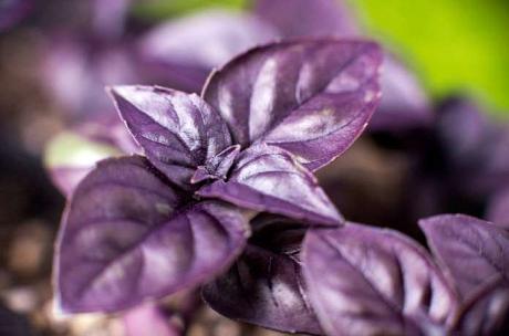 Basilic Pourpre