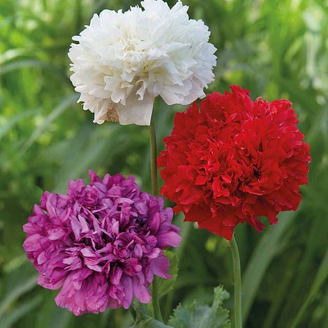Pavot double en mélange