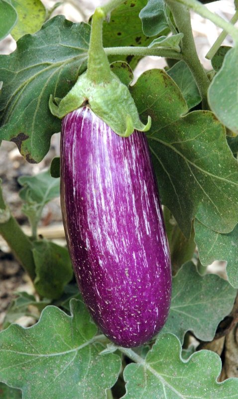 Aubergine Skoutari