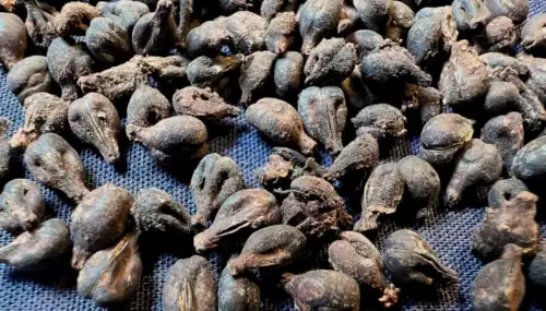 des grains de raisin carbonnisées