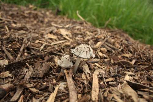 L'mige montre un tas de BRF avec des champignons qui poussent dessus