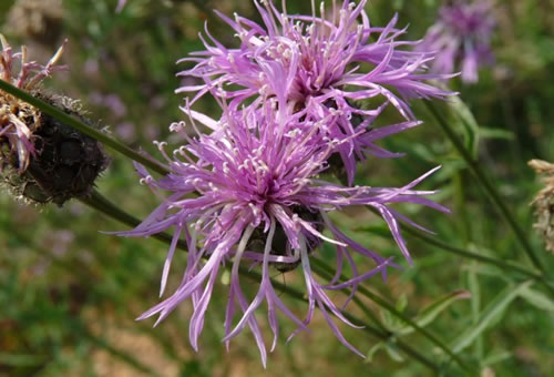 Centaurée scabieuse
