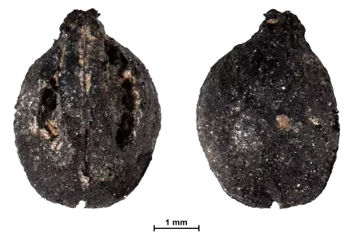 deux graines "carpo" de raisin