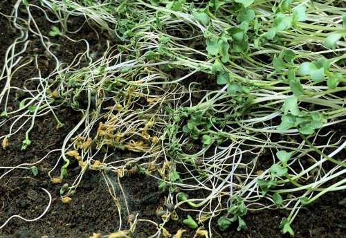 L'image montre des plantules qui chopé la fonte des semis