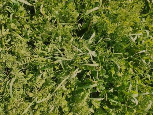 L'image montre plein de végétation, il sagit d'un mélange d'engrais vert