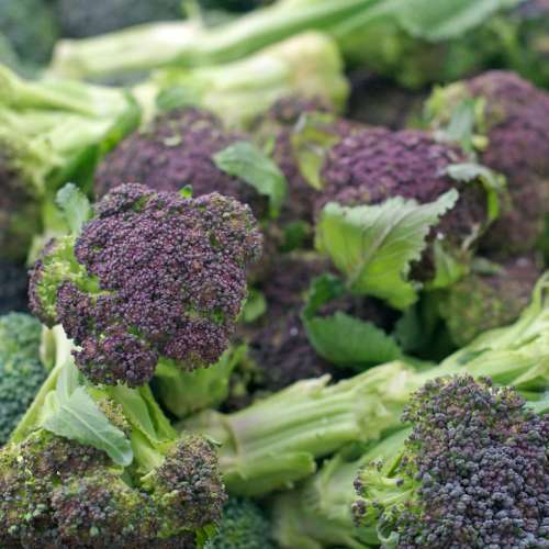 Brocoli violet du Cap