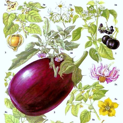 représentation ancienne d'une aubergine dessiner sur une planche.