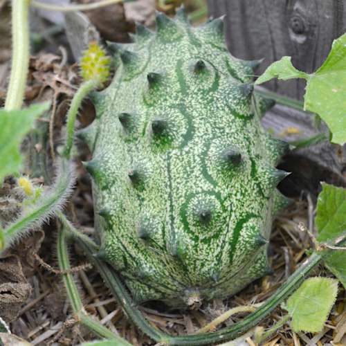 Kiwano