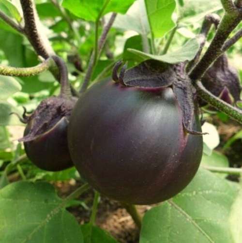 Une grosse aubergine de la variété kamo, accroché a son pied, elle est bien mure