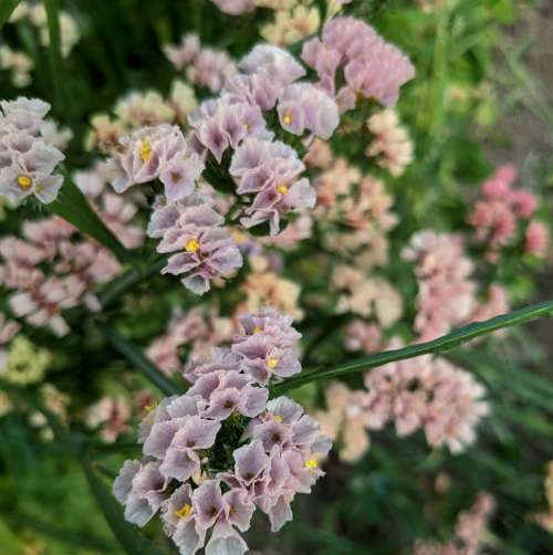 Statice sinuata
