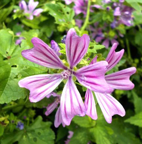 Mauve sylvestre
