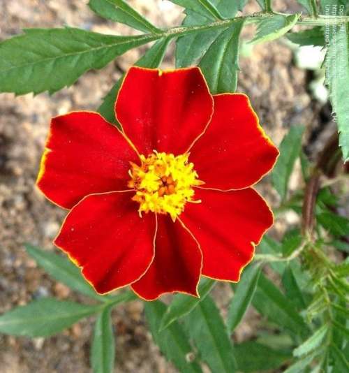 Tagetes linnaeus