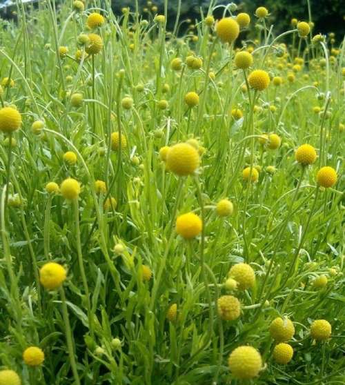 Plante Ananas