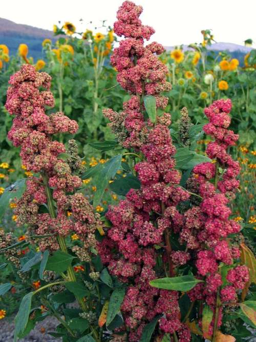Quinoa " Red Head"