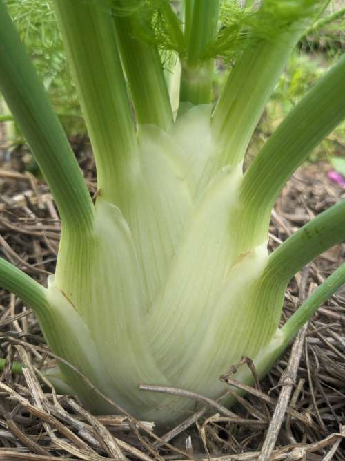 Fenouil Bianco Perfezione