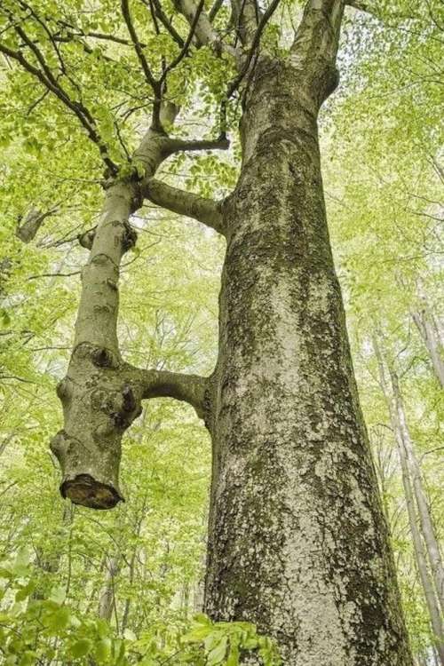L'image montre une greffe naturelle dans une foret