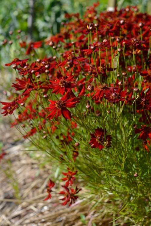 Coréopsis nain rouge