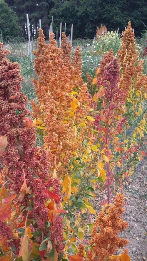 1 g de graines de Quinoa Arc-en-ciel