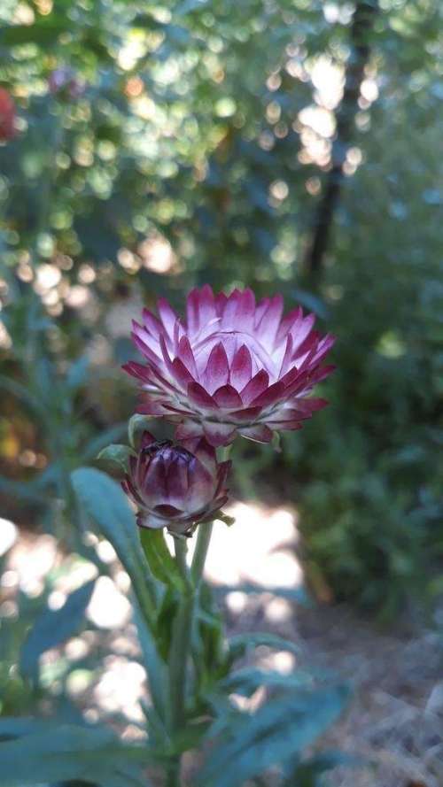 Immortelle à bractées