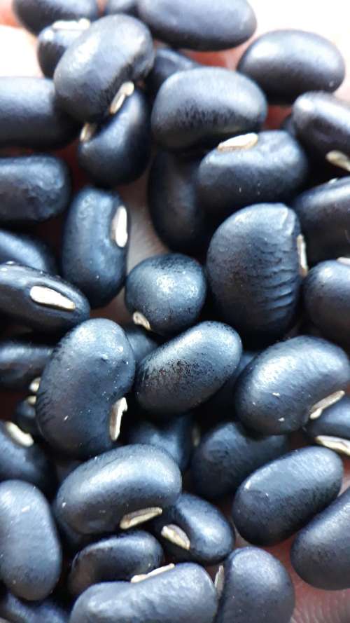 Haricot dolique, mongette de Provence